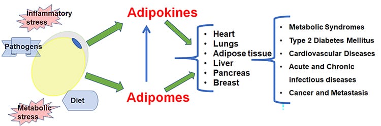 Adipokines vs Adipomes Illustration