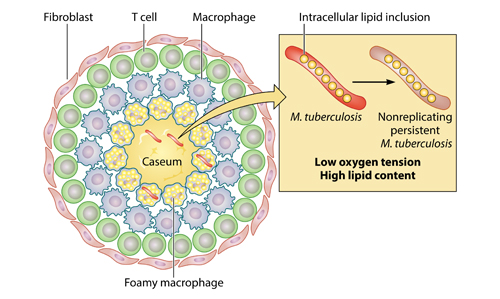 Illustration of Mycobacterium tuberculosis (MTB)