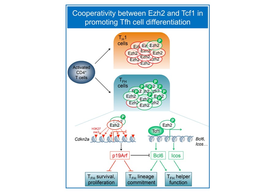 Cooperativy between Ezh2 and Tcf1