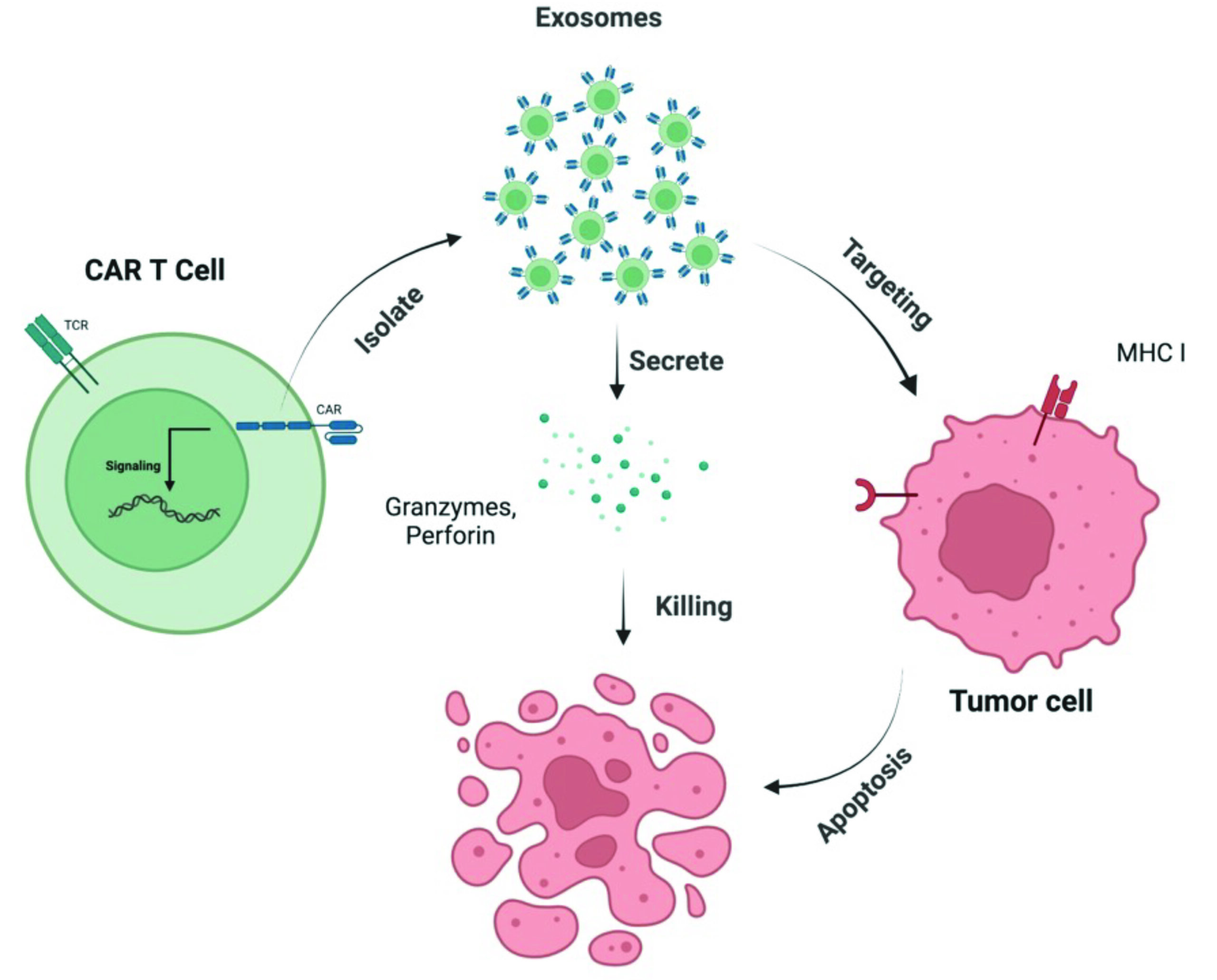 Targeted cancer therapy with CAR T cell