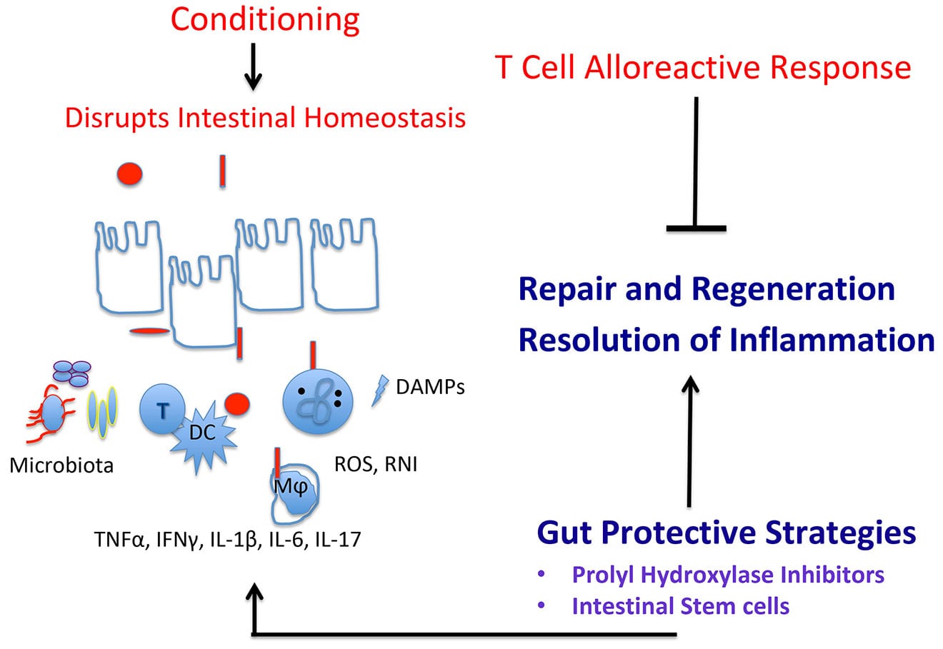 Gut Protective Strategies Illustration