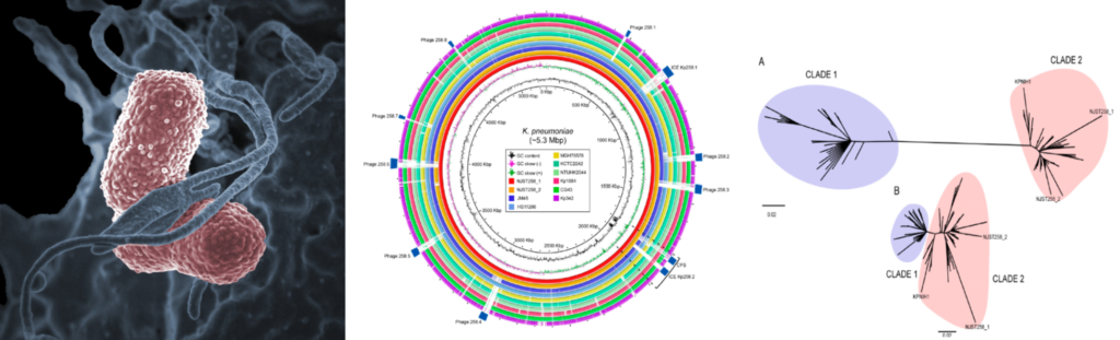 Emergence and spread of carbapenem