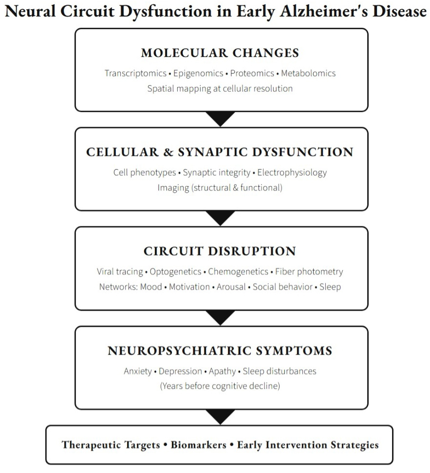 Neural Circuit Dysfunction in Early Alzheimer's Disease Illustration
