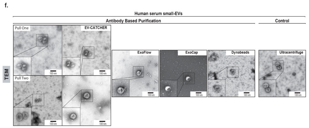 Human Serum