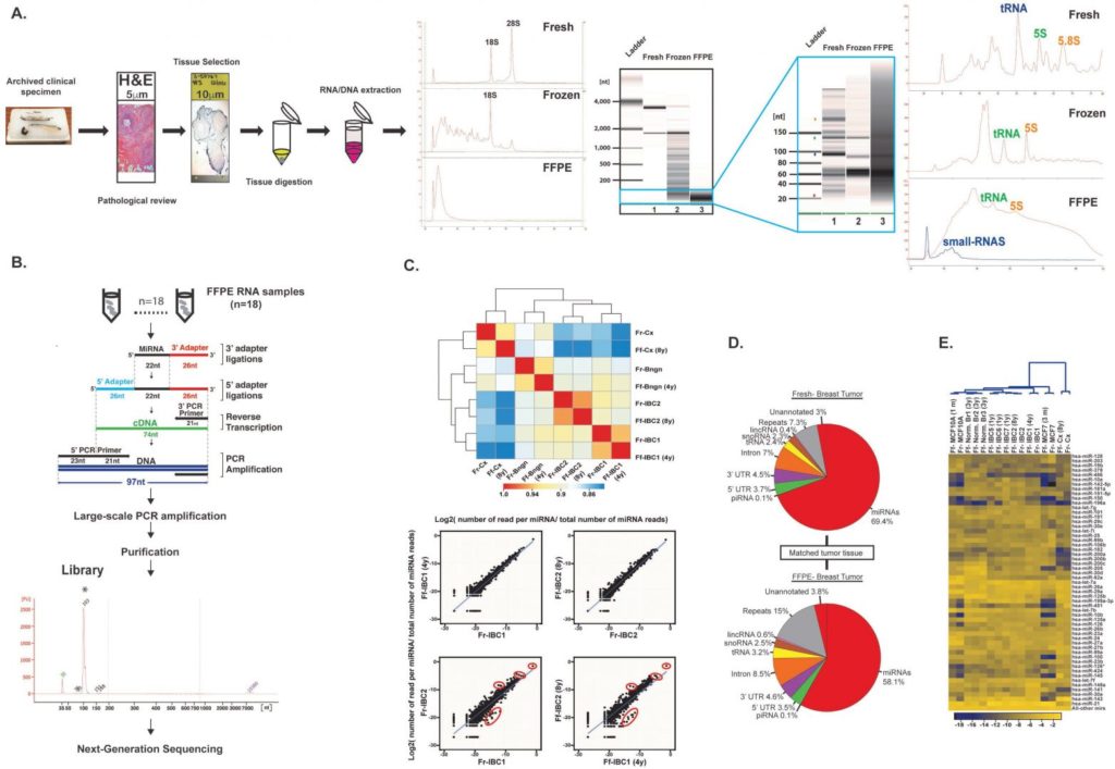 Molecular Assays