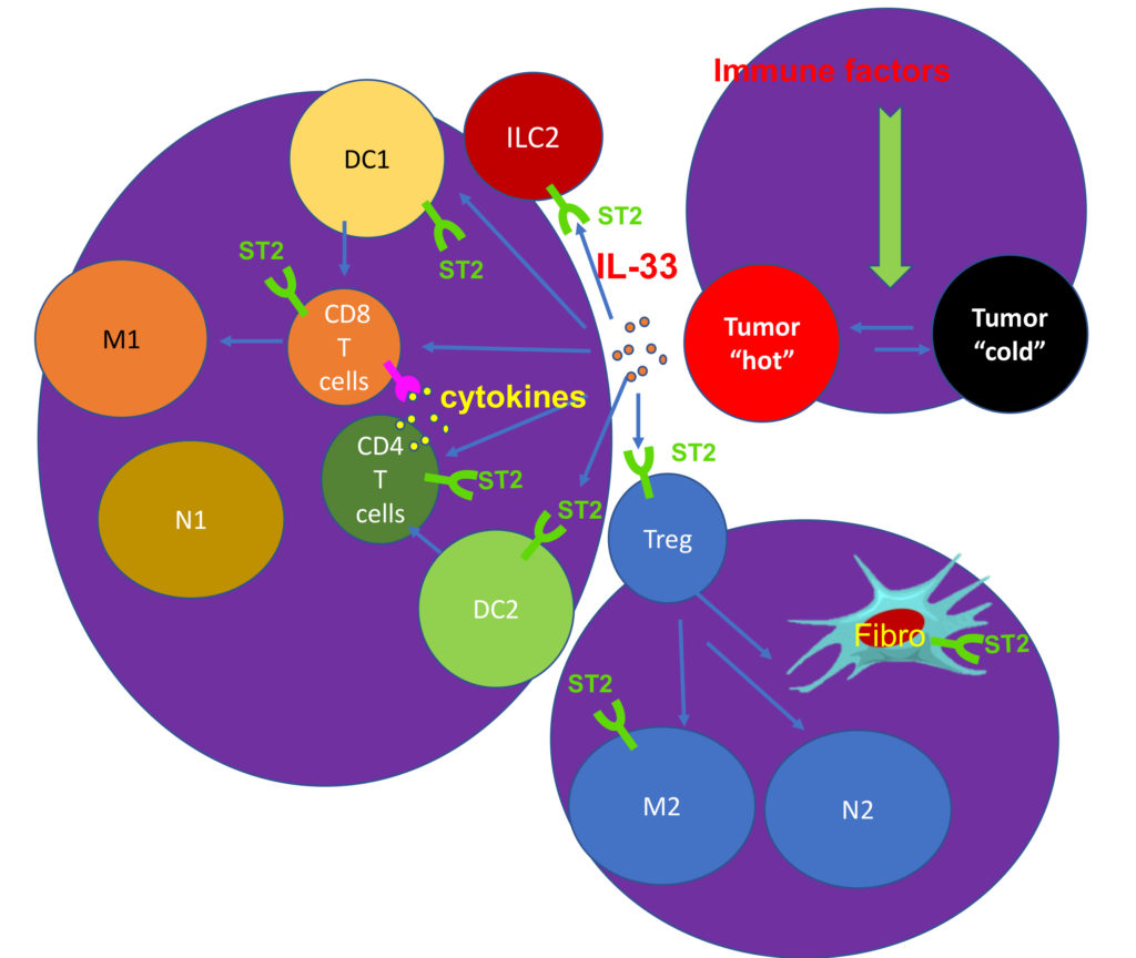 Immune Cellular Network