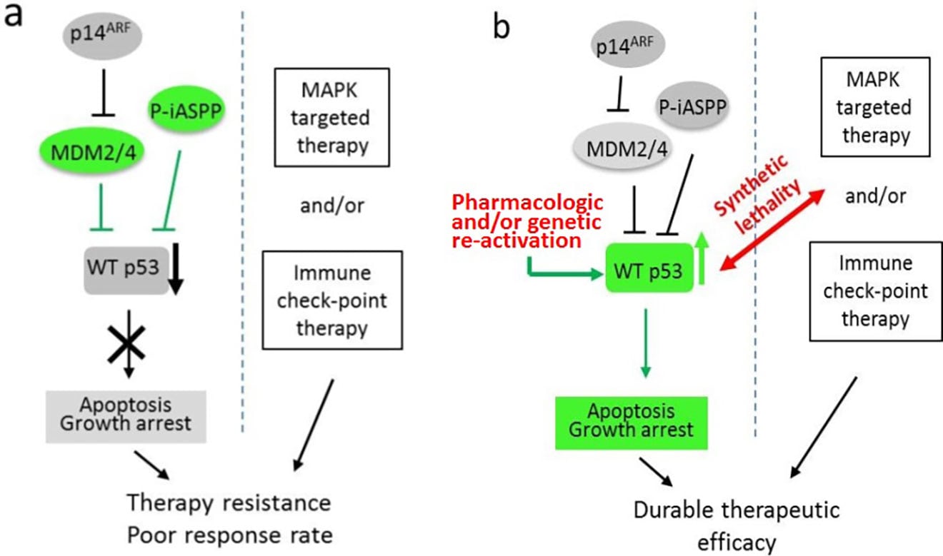 Functional Reactivation of Tumor Suppressors