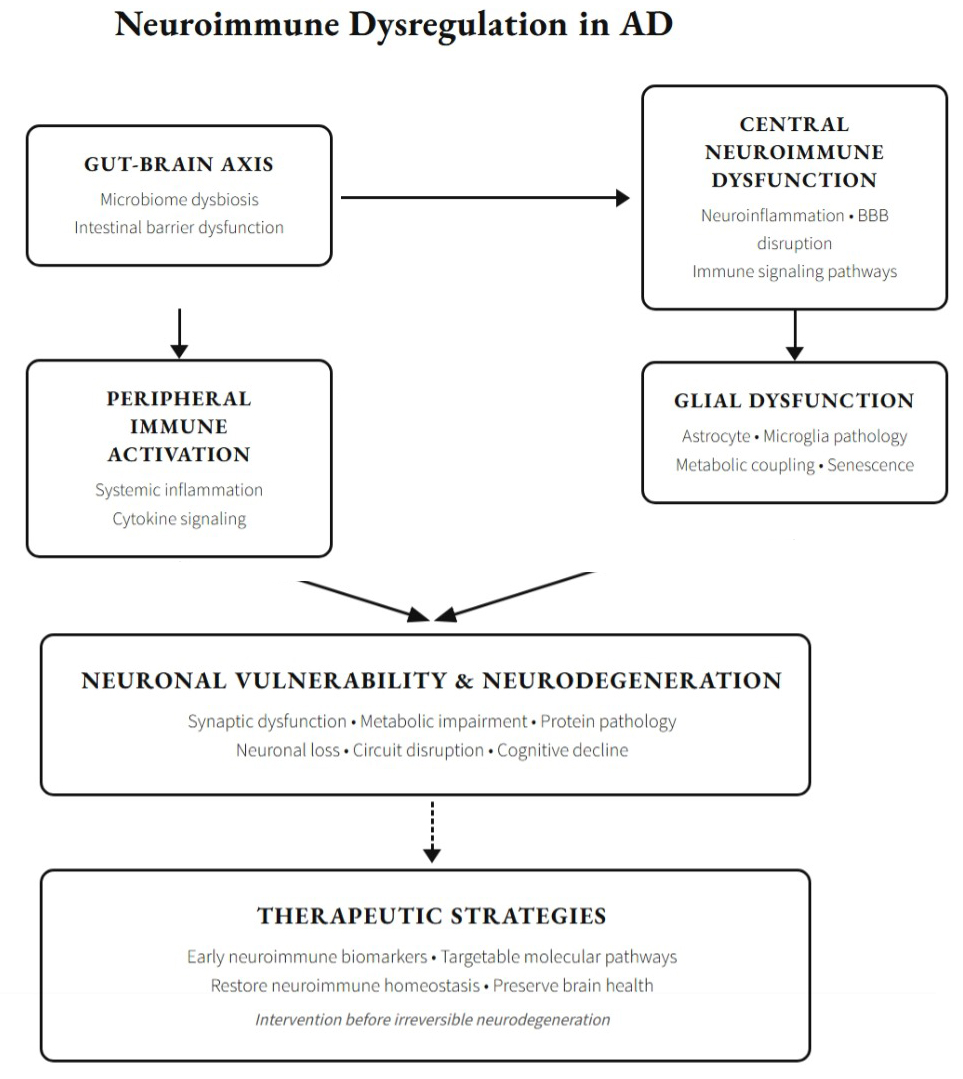 Neuroimmune Dysregulation to AD Illustration