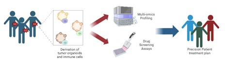 Image of Patient Derived Organoids