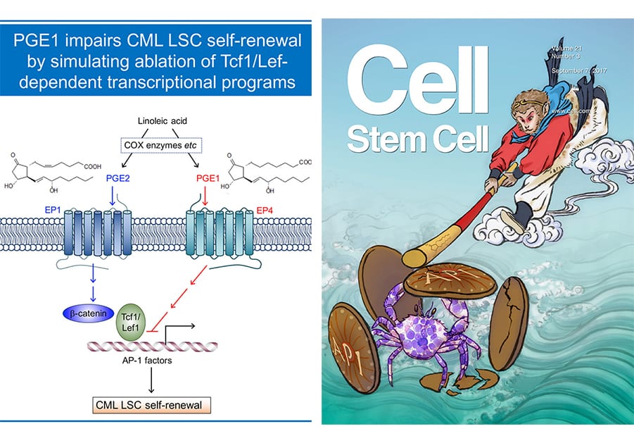 Stem Cell