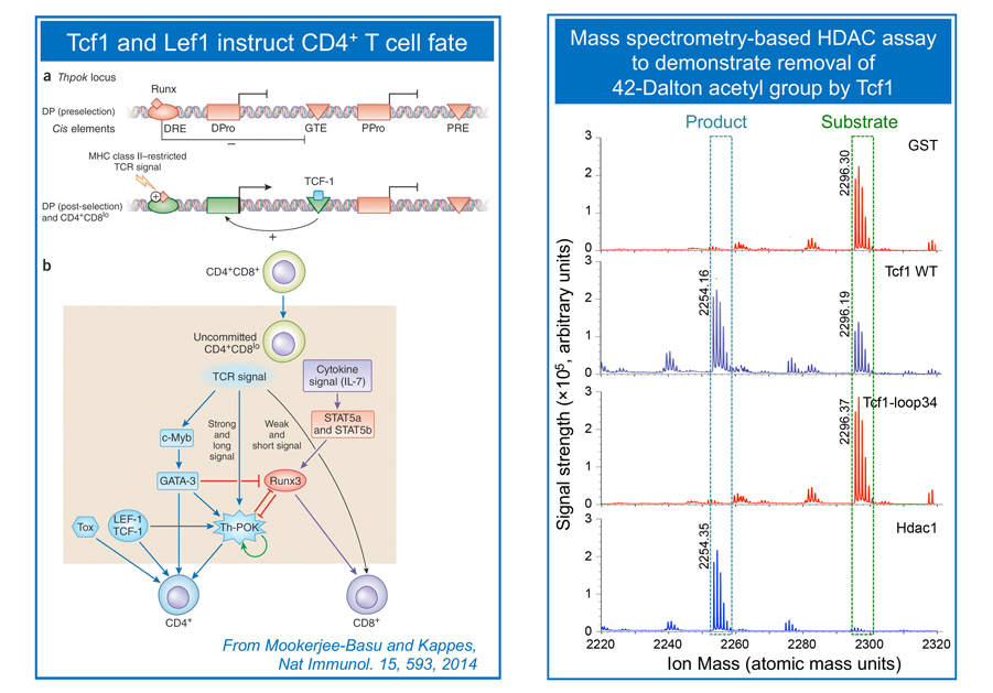 T Cells