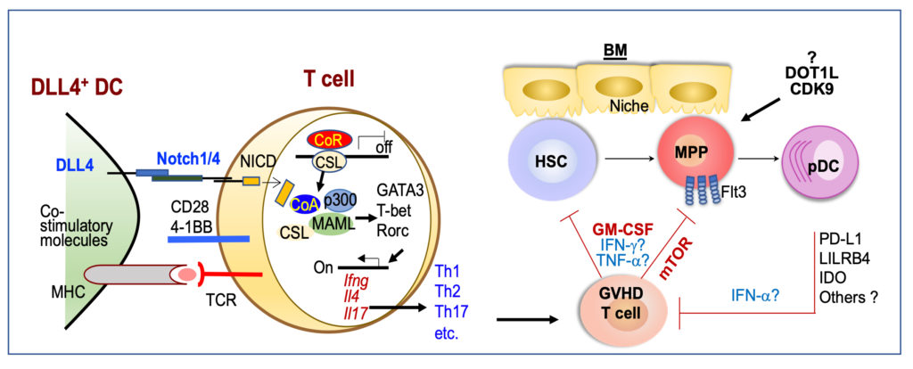 DLL4+ DC / T-Cell