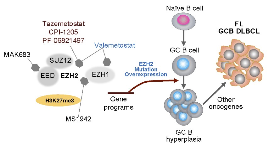 EZH2 Abnormalities in Lmphoma