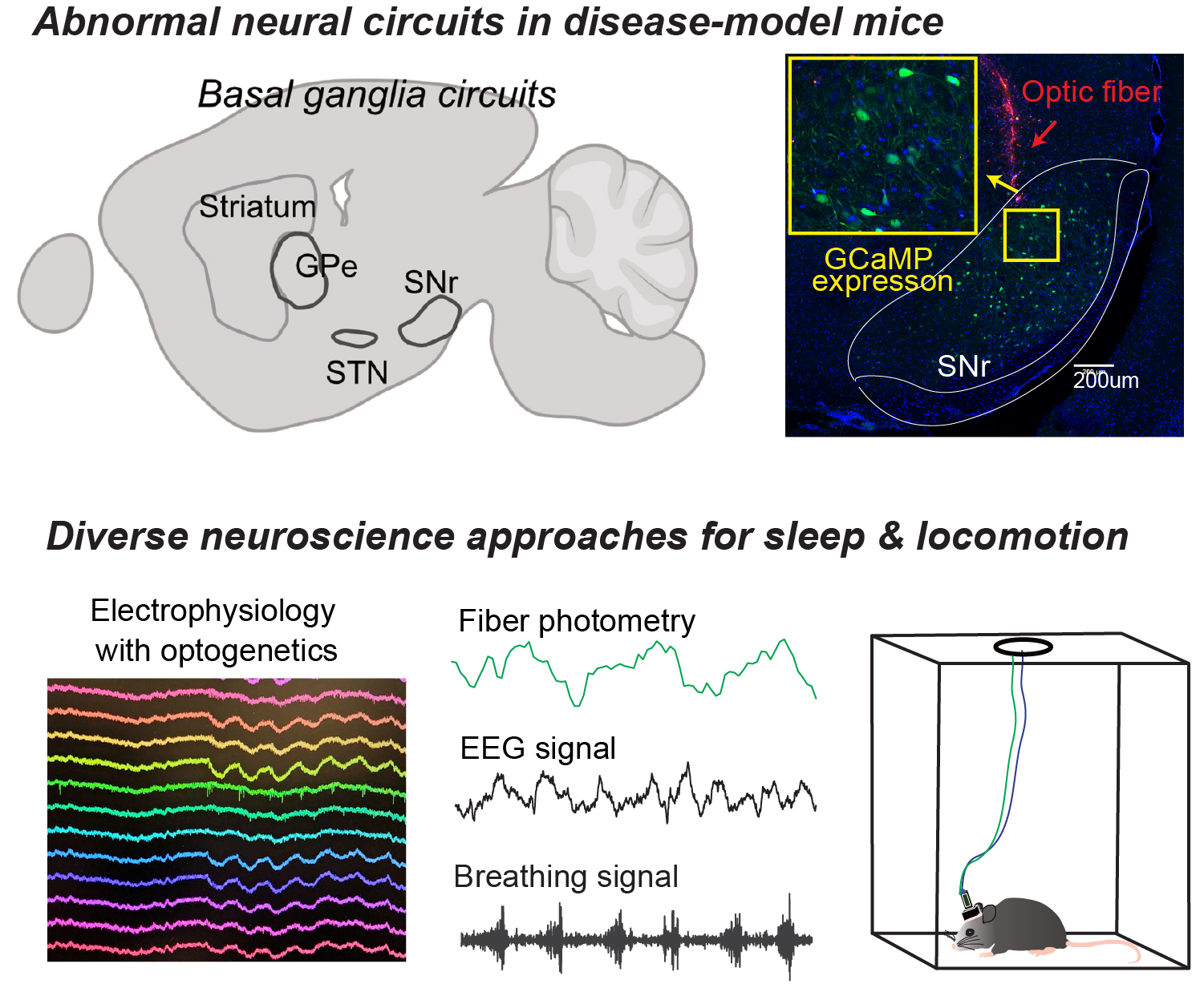 Illustration of Abnormal Neural Circuts in Disease-Model Mice